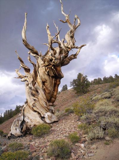 From the Methuselah Grove in the Owens Valley of California’s White Mountains - where the oldest trees (and thus the oldest living things) live. The trees in this grove are over 4,600 years old.